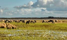 Espace naturel du camping de Lauwersoog aux Pays-Bas